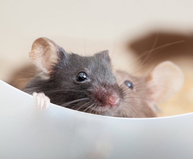Aniracetam saves baby mice