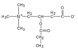 Acetyl L Carnitine ALCAR Nootropics Expert