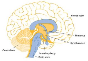 brain-regions-affected-by-thiamine-deficiency