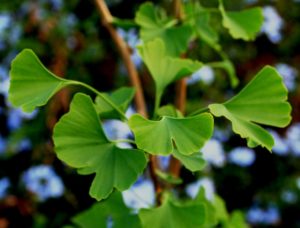 Gingko biloba leaves