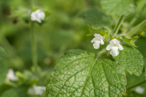 Erva-cidreira (Melissa officinalis)