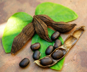 O extrato de Mucuna Pruriens contém L-DOPA