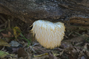 Lion's Mane Mushroom grows on trees