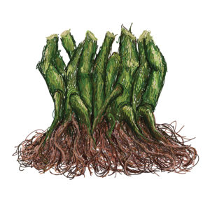 Kava Root (Piper methysticum)