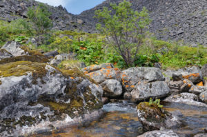 Rhodiola Rosea Growing On A Rock In Siberia