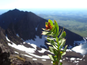 Rhodiola Rosea growing wild