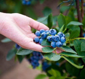 Pterostilbene from blueberries