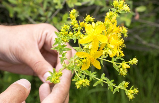 LORAZEPAM AND ST JOHN S WORT