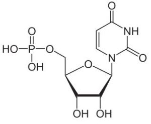 Uridine-Monophosphate