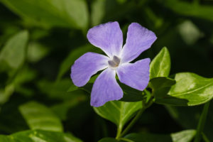 Periwinkle (Vinca Minor L.)