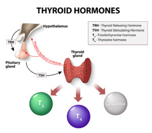 Iodine and Thyroid Hormones