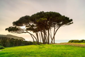 Mediterranean Pine Bark