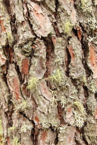 Pine Bark resin - Pinus Pinaster - Pycnogenol