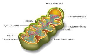 Mitochondria and ALCAR