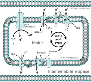 Mitochondria electron transport chain - Methylene Blue