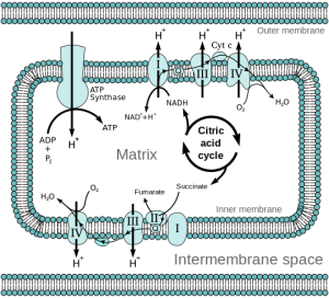 Methylene Blue increases activity in the mitochondrial electron transport chain.