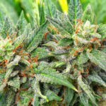 CBD Oil
