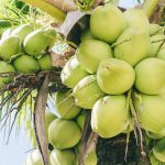 Coconut & MCT Oil