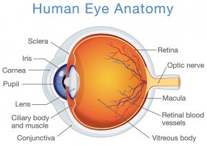 Performance Lab Vision - best eye supplements 2018