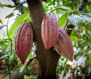 efeitos de cacau cru no cérebro