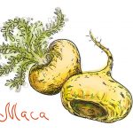Maca