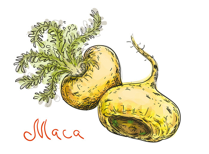 maca as a nootropic supplement