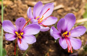 Saffron as a nootropic