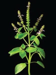 Is Holy Basil Considered a Nootropic