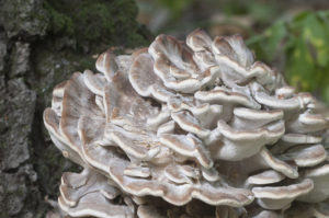 Cogumelo Maitake (Grifola frondosa)