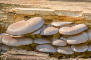 Oyster mushroom (Pleurotus ostreatus) 