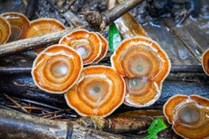 Cogumelo Reishi (Ganoderma lucidum)