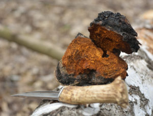 Chaga mushroom (Inonotus obliquus)