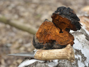 Cogumelo Chaga (Inonotus obliquus)