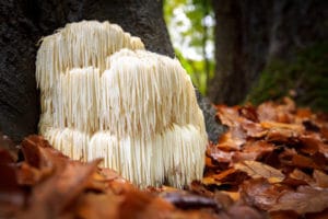 Львиная грива (Hericium erinaceu)