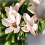 Magnolia Bark