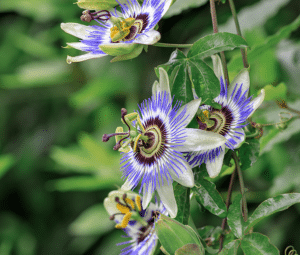 Passionflower for sleep