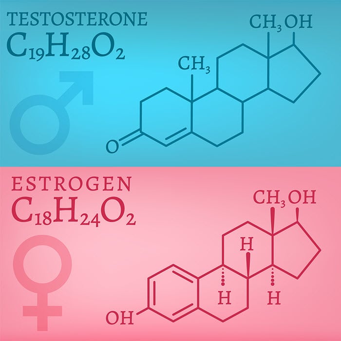 Sex Hormones And Your Brain Nootropics Expert 3297