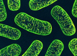 CDP-Choline supports mitochondrial energy product in athletes