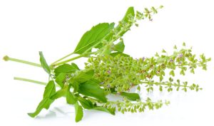 is holy basil-tulsi a nootropic?