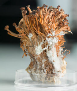 What pouches does Joe Rogan use-cordyceps-