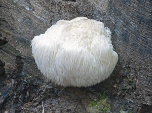lions mane - energy pouches no nicotine