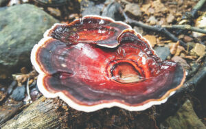 reishi-mushroom-ontree-branch-energy pouches no nicotine