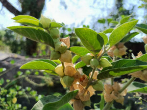 withania-somnifera-Ashwagandha - energy pouch